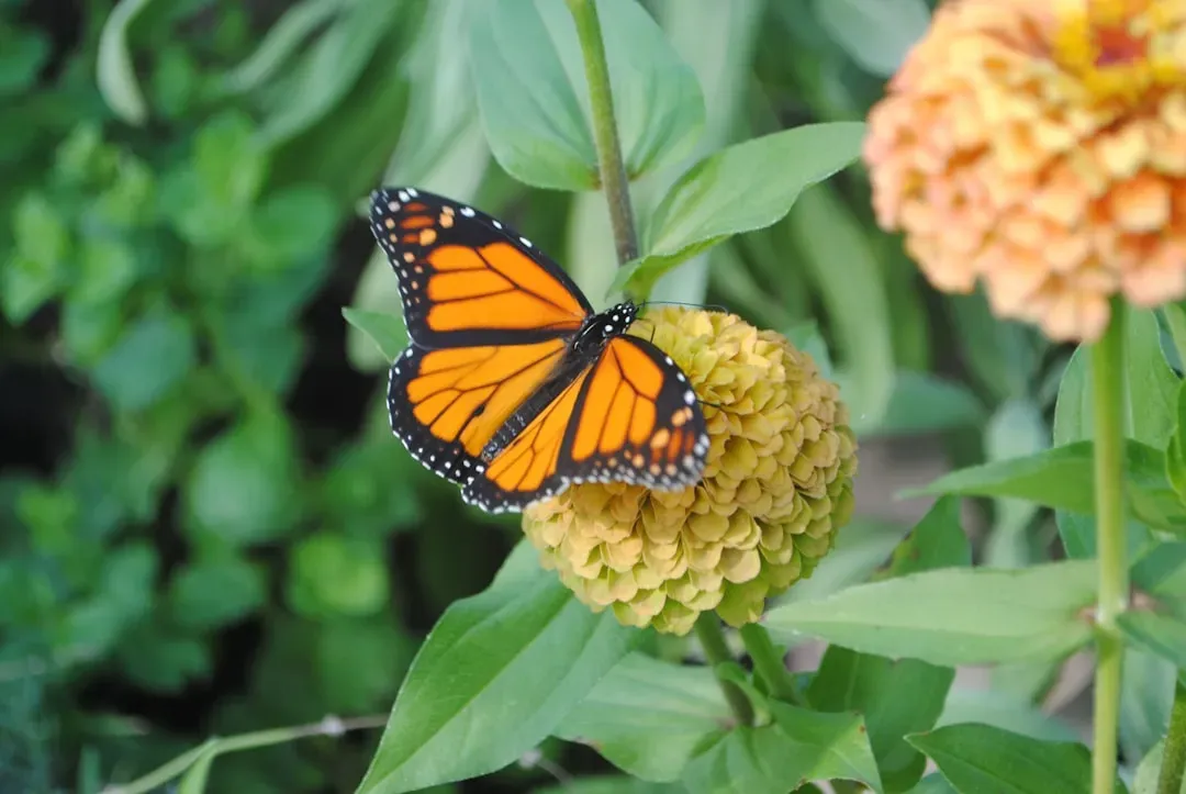 Gemini and the Butterfly's Adaptive Grace (Image Credits: Unsplash)