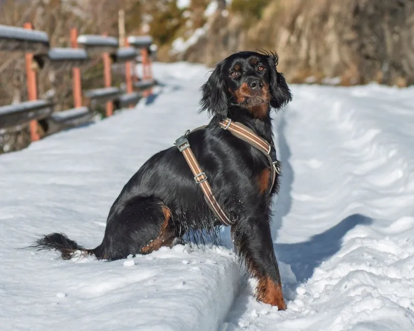 #16 - Gordon Setter (Image Credits: Pexels)