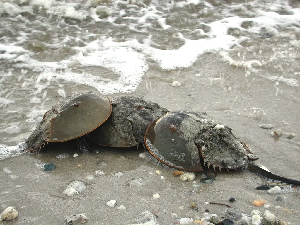 Florida: The only state with year-round spawning (robposse, Flickr, CC BY 2.0)