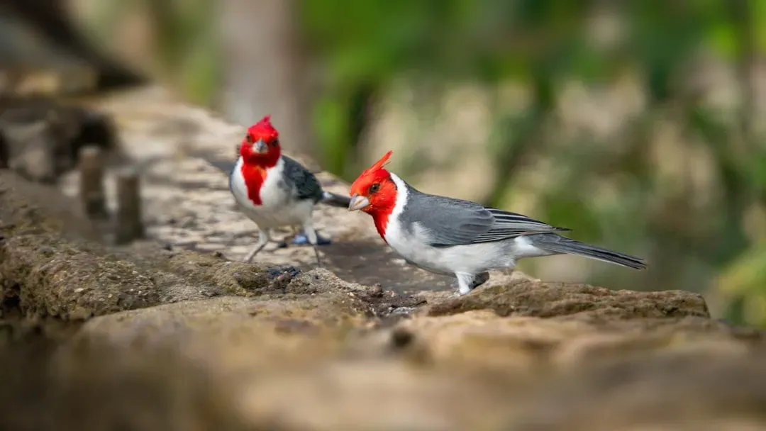Monogamous Bonds That Extend Beyond Breeding Season (Image Credits: Unsplash)