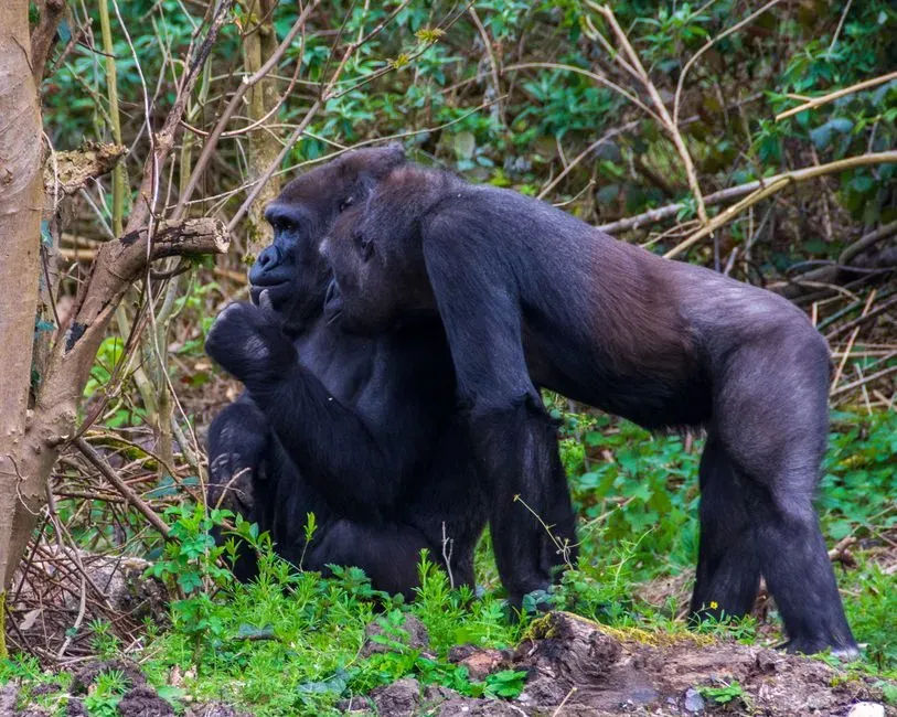 Gorillas: Gentle Giants of the Jungle (Image Credits: Pexels)