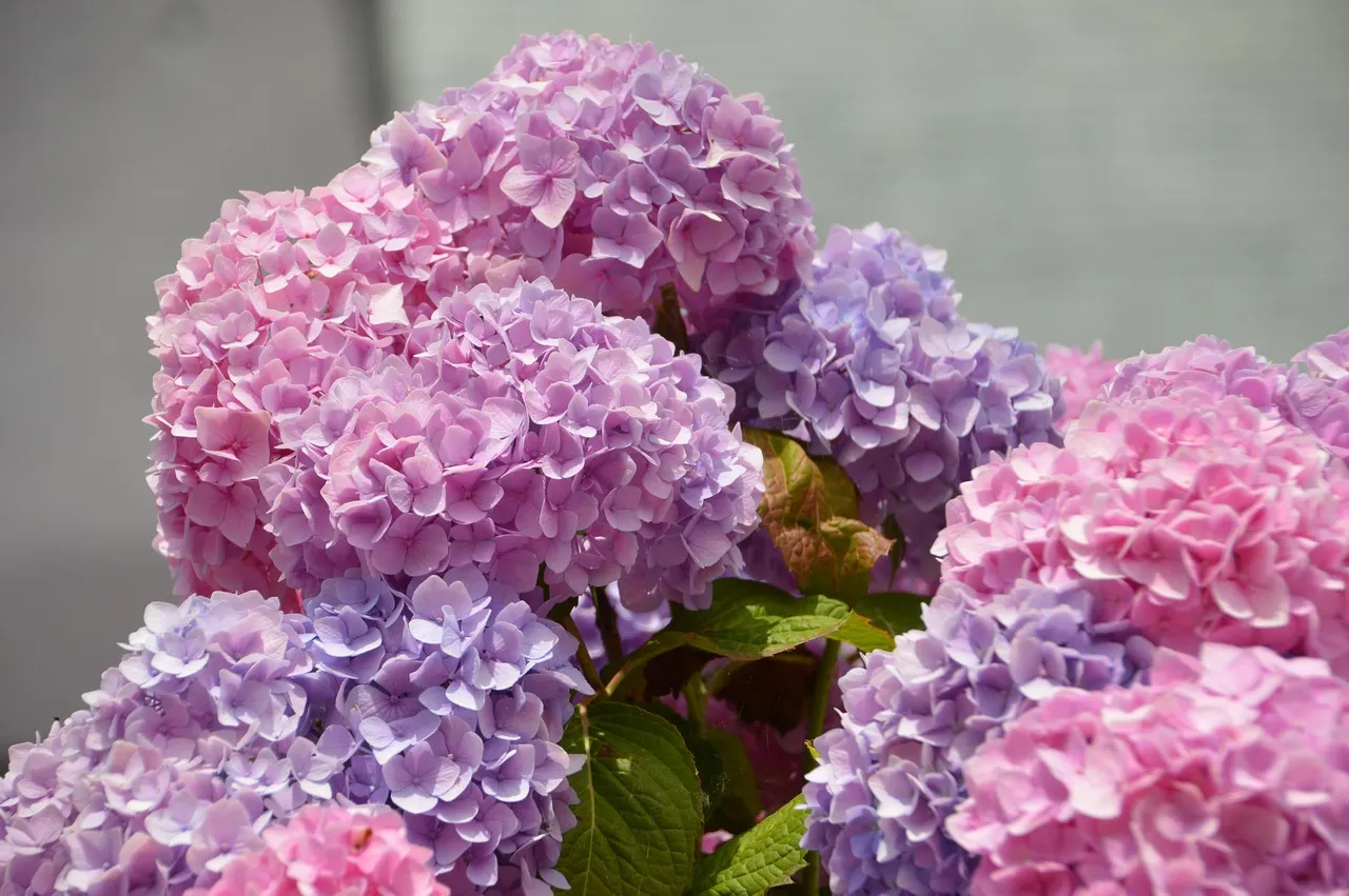 #2 - Hydrangeas: The "Old Lady Shrub" That's Secretly a Powerhouse (Image Credits: Pixabay)