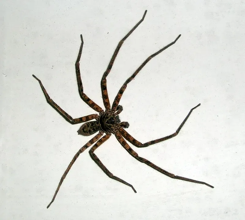 Frequent Spider Sightings in Different Rooms (Image Credits: Wikimedia)