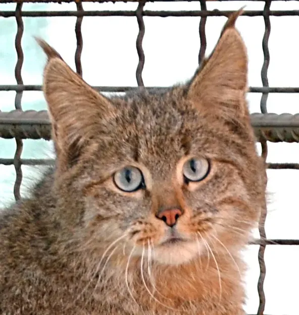 Maintaining Desert Cats: Essential Care Tips (Image Credits: Wikimedia)