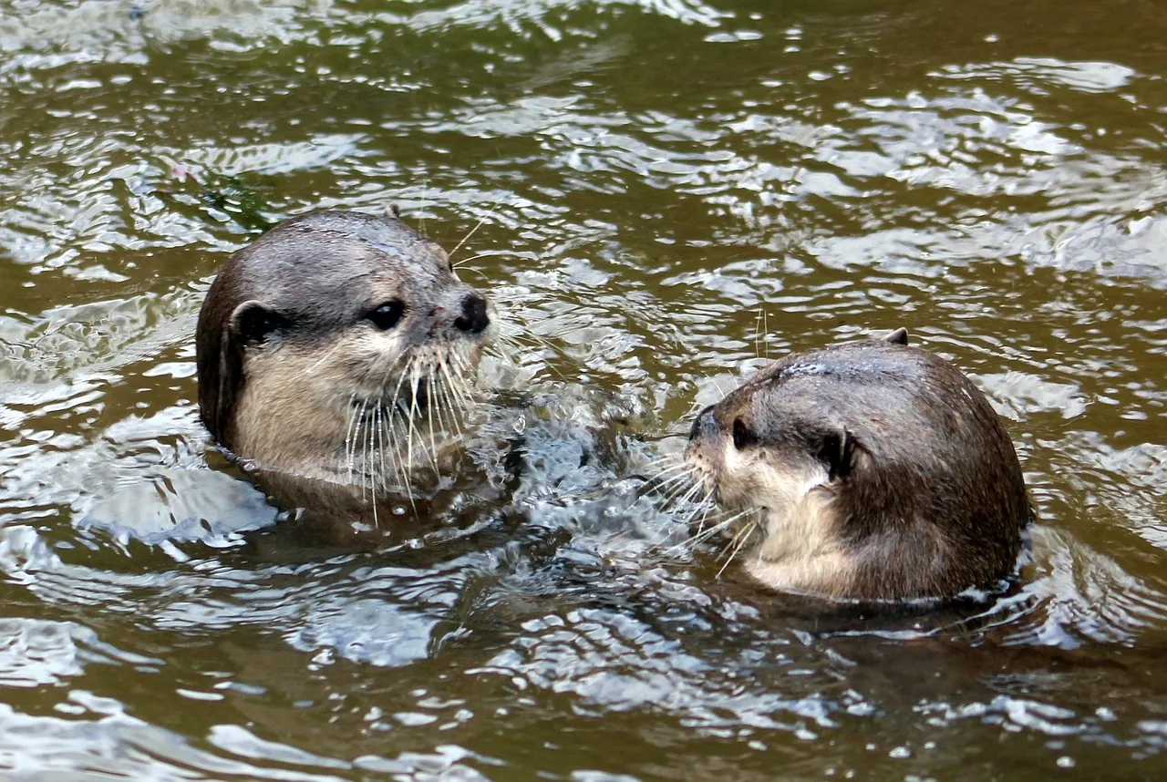 Why River Otter Play Is More Than Just Cute Behavior (Image Credits: Pixabay)