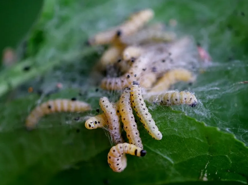 Iskra's Glitter Worm: The Shimmering Scaleworm (Image Credits: Pexels)
