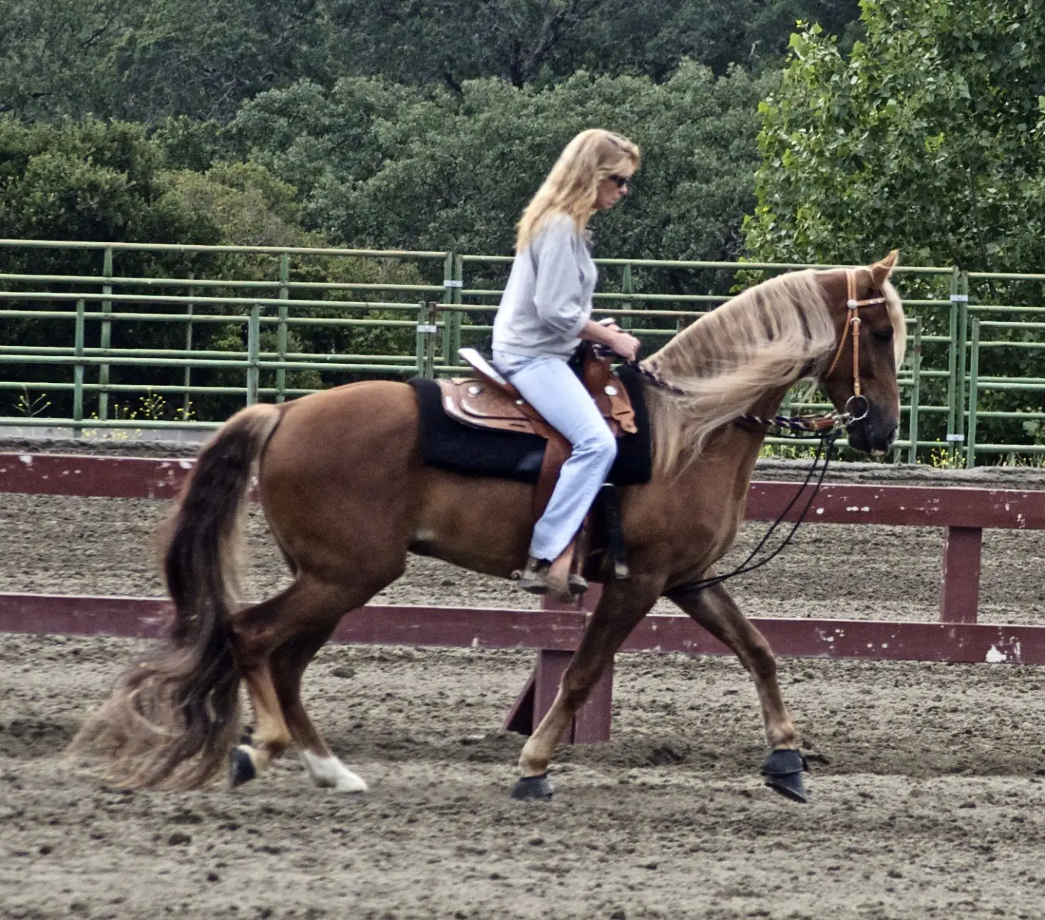 #11 - Kentucky Mountain Horses: A Gentle Breed With a Genetic Blind Spot (originally posted to Flickr as Kentucky Mountain Horse, CC BY 2.0)