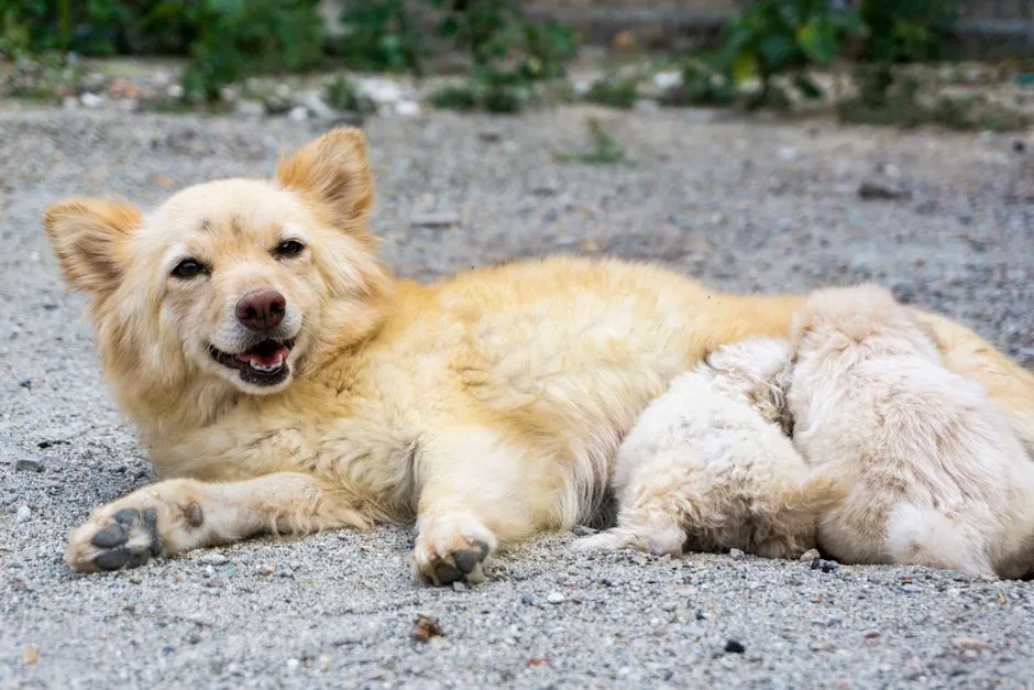 #2 - Breeding "Oops Litters" and Giving Away Kittens Casually (Image Credits: Pexels)