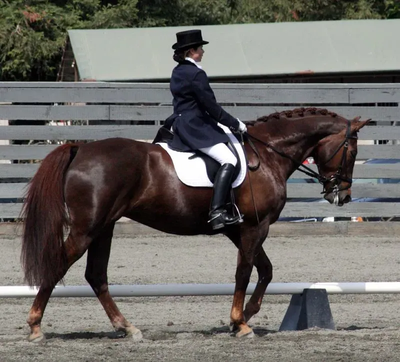#14 – Warmbloods (Dressage and Jumping Lines) (Just chaos, Flickr, CC BY 2.0)