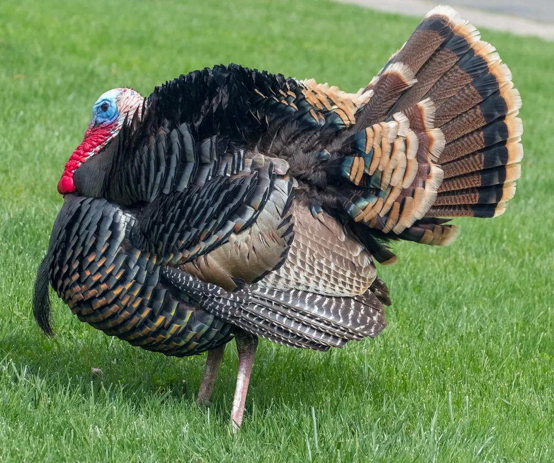 #5 - The Wild Turkey: Heavy-Bodied Soil Engineers With an Appetite (Image Credits: Unsplash)