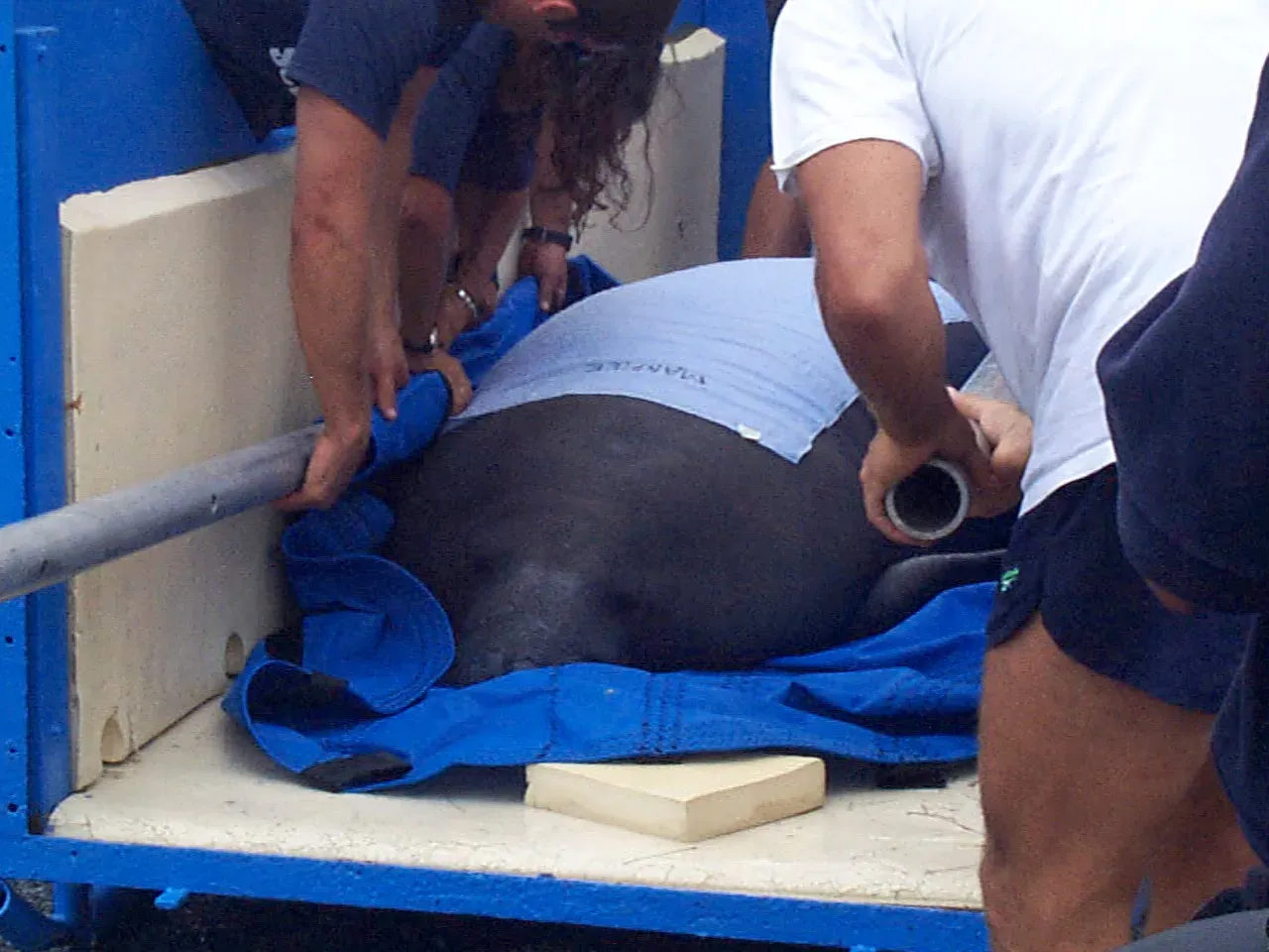 The Unusual Mortality Event and a Sobering Wake-Up Call (MAM Manatee research rescue and release (3), NPSPhoto, EVER 1998, Public domain)