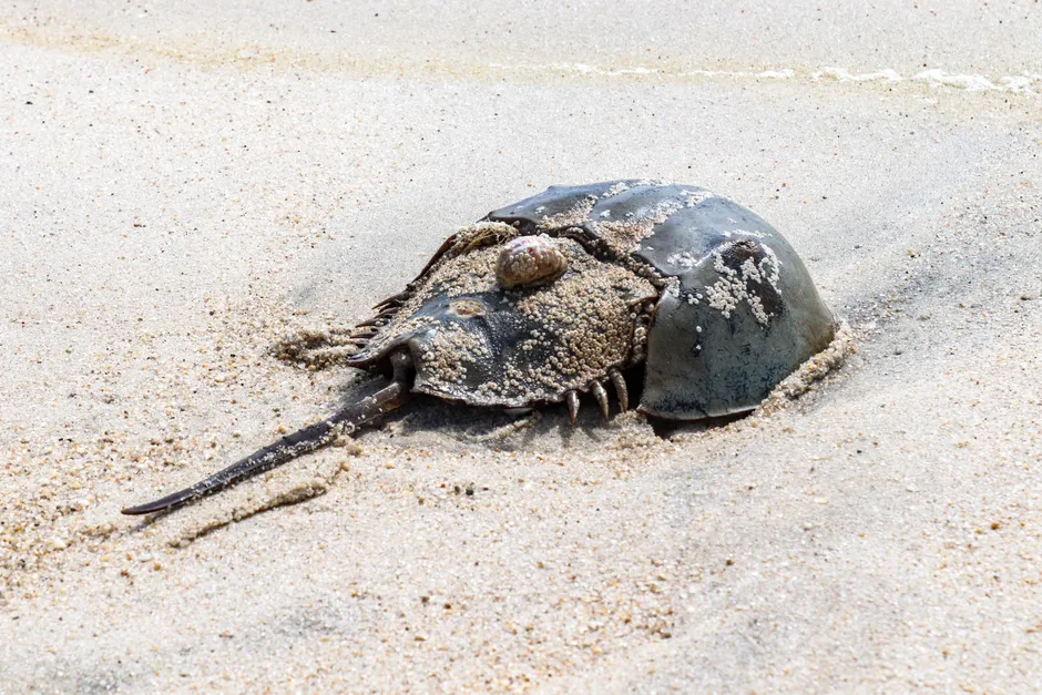 Delaware and New Jersey: The epicenter of Delaware Bay spawning (Image Credits: Pexels)