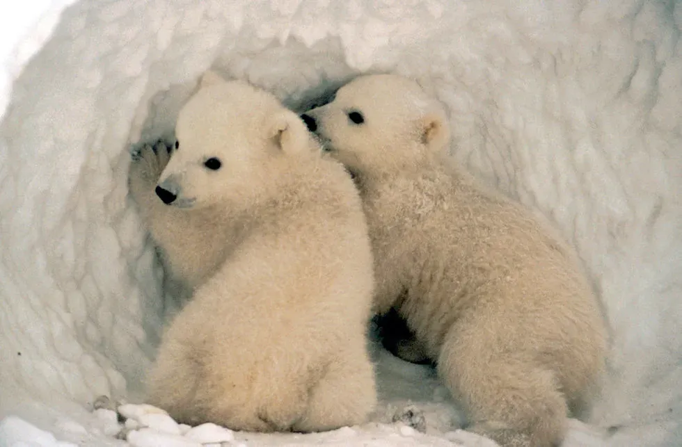 8. Polar Bear: Dens of Protection in Frozen Wastelands (Image Credits: Flickr)