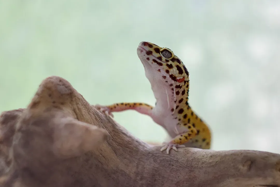 4. Geckos: Defying Gravity With Microscopic Hairs (Image Credits: Unsplash)