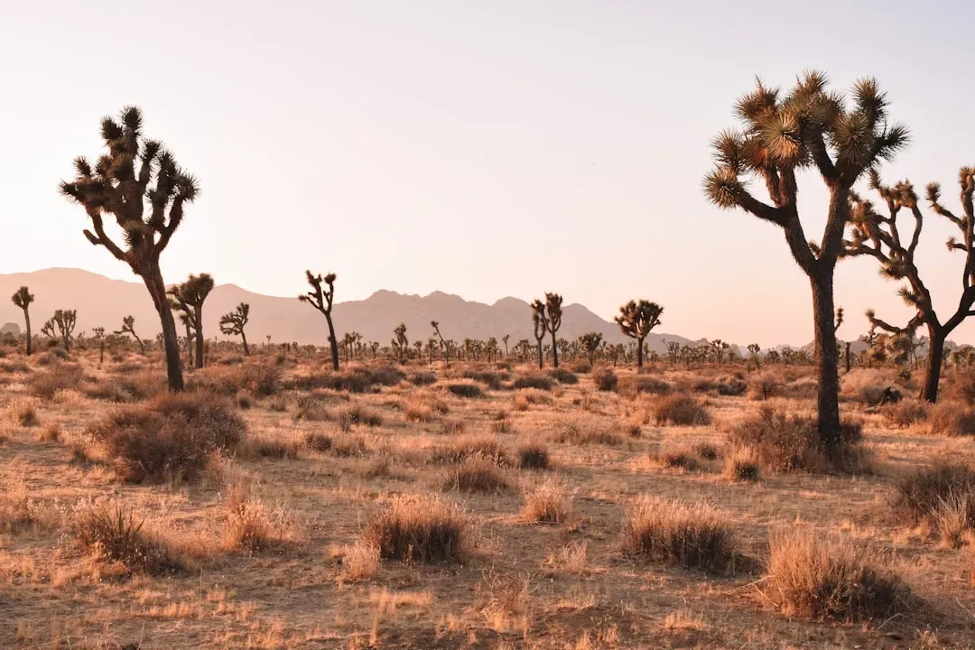 Conclusion: What the Sands Are Telling Us (Image Credits: Unsplash)