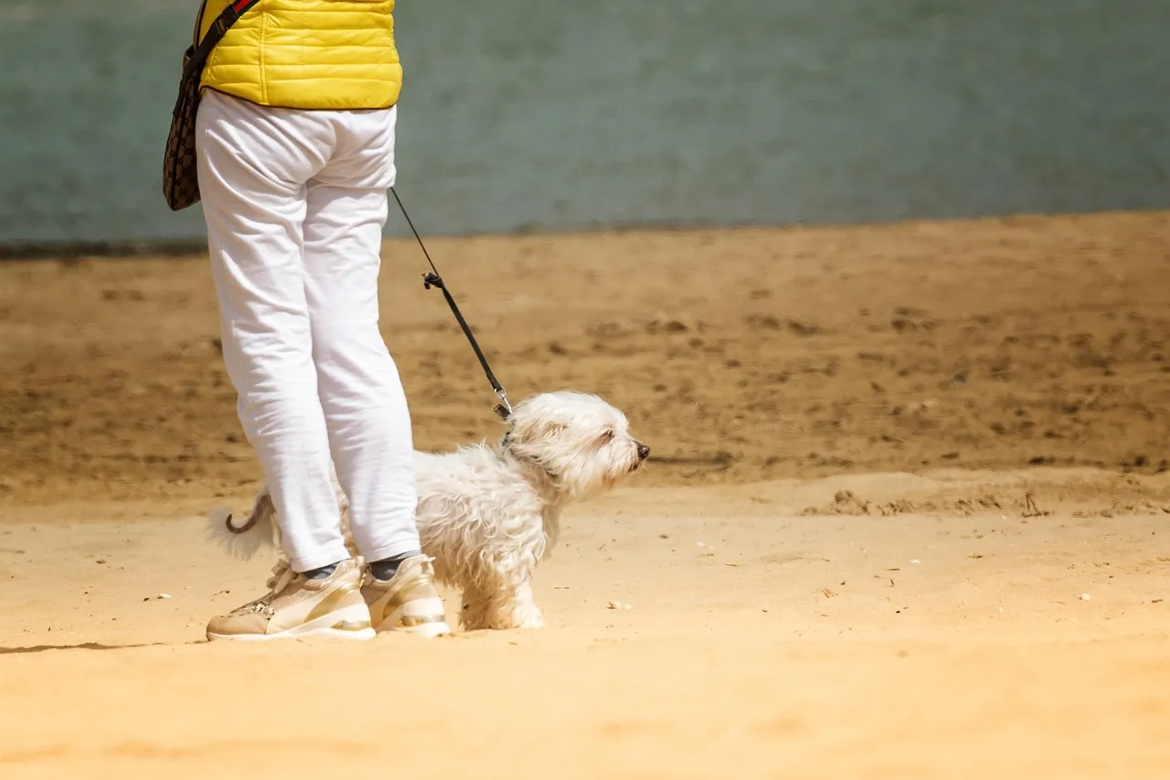 #12 - Socialization Doesn't Mean Letting Your Puppy Meet Everyone (Image Credits: Pixabay)