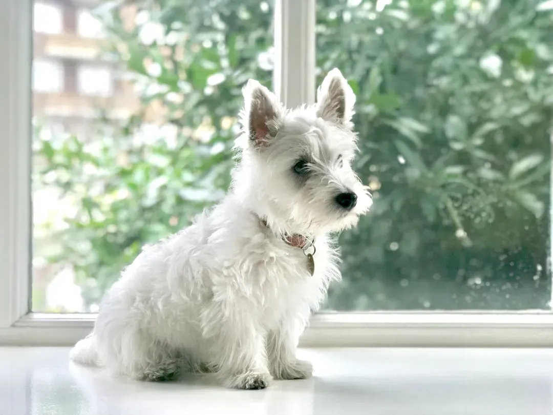 1. Brody the Terrier: 30 Minutes in a Frozen Pond (Image Credits: Unsplash)