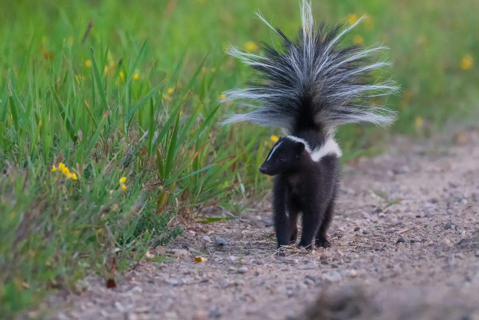 Minnesota: Northern Skunk Frontier (Image Credits: Wikimedia)