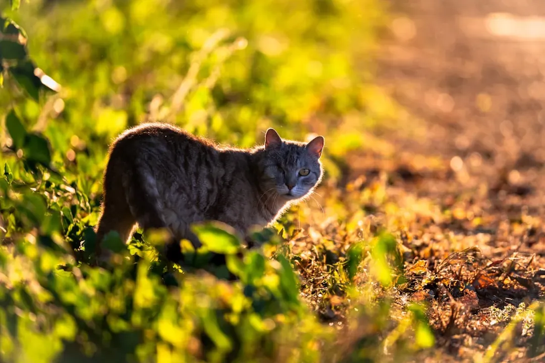 It's Simply Their Nature as a Solitary Hunter (Image Credits: Unsplash)