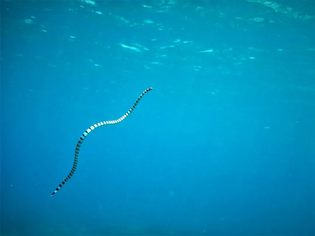 European Eels' Atlantic Mystery (Image Credits: Unsplash)
