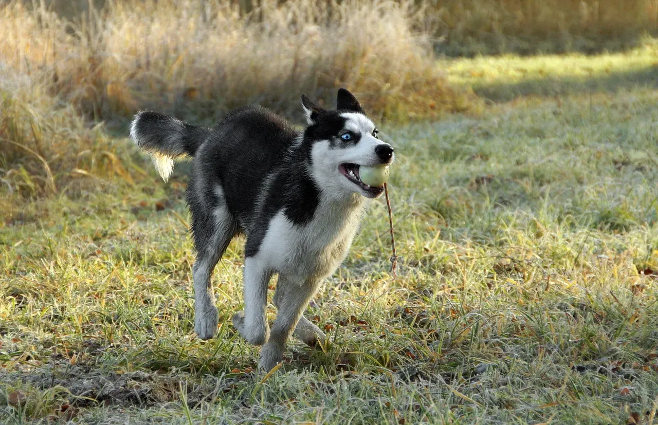 #3: Siberian Husky (Image Credits: Pixabay)