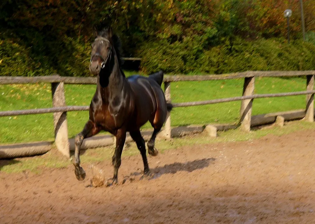 Conclusion: What the Horse Still Has to Say (Kathleen Tyler Conklin, Flickr, CC BY 2.0)