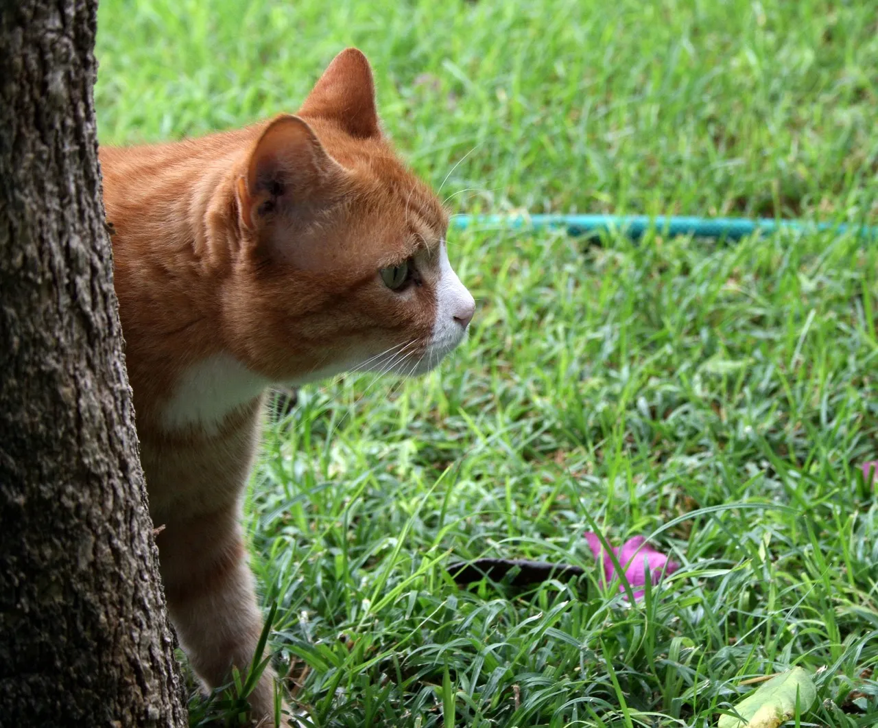#6 - "Pet-Me-Not" Cats: Misunderstood, Not Mean (Image Credits: Pixabay)
