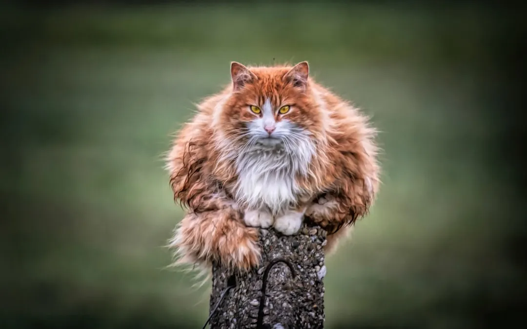 #11 - Choosing One "Last Favorite" Human, Even In a Big Family (Image Credits: Unsplash)