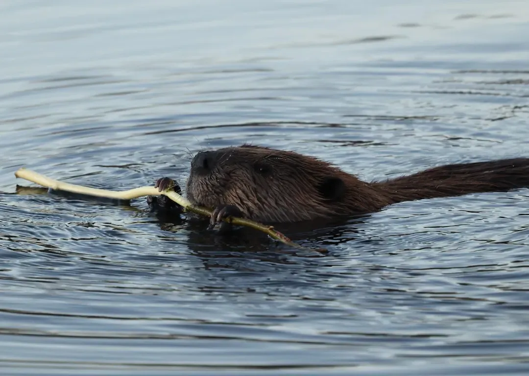 Fish And Beavers: From Old Myths To New Science (Image Credits: Unsplash)