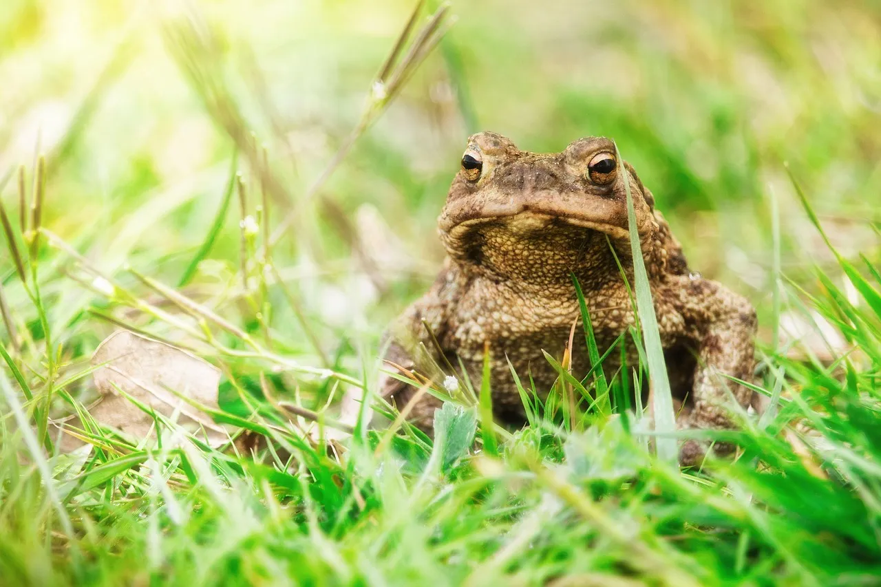 10. Frogs and Toads Settle In and Stay Put (Image Credits: Pixabay)