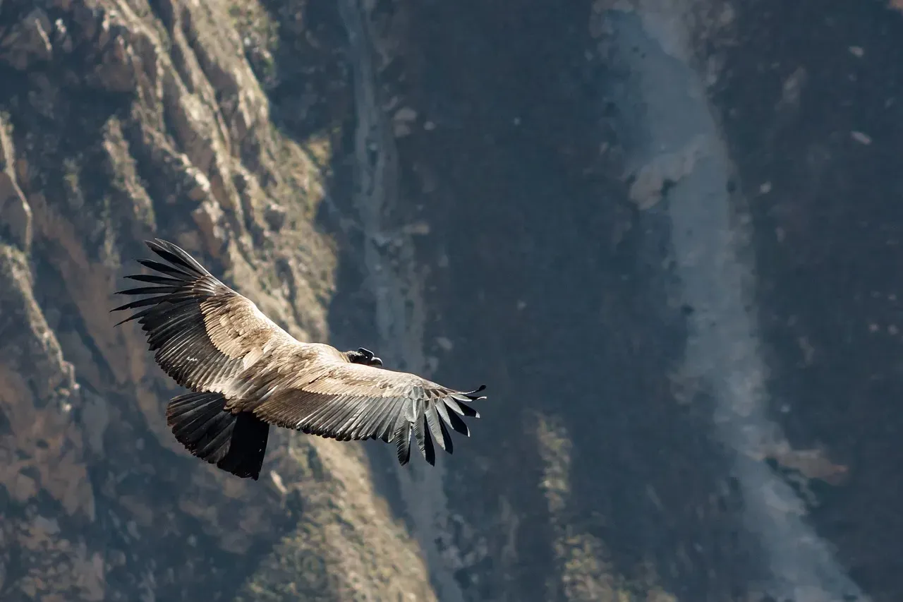 3. California Condor (Image Credits: Pixabay)