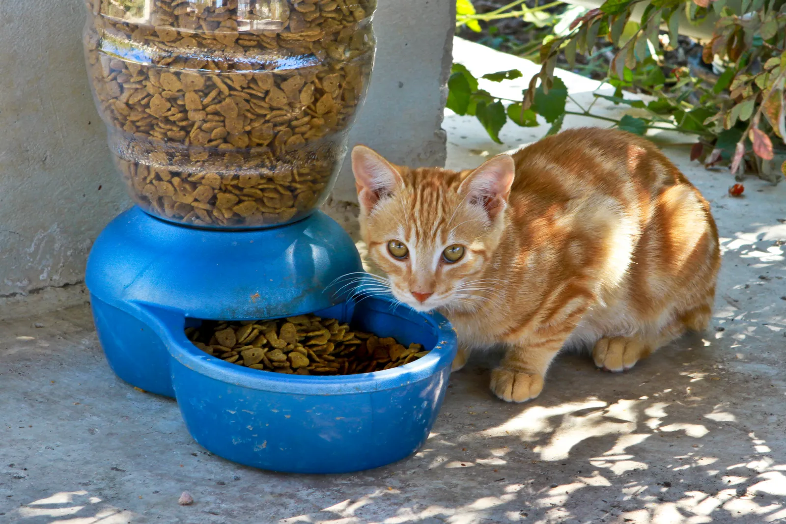 #12 - Elevated Food and Water Bowls, Even Just a Few Inches (This image was released by the United States Department of Defense with the ID 111110-D-0653H-010 (next).
This tag does not indicate the copyright status of the attached work. A normal copyright tag is still required. See Commons:Licensing.
العربية ∙ বাংলা ∙
Bahasa Indonesia ∙
Bahaso Jambi ∙
Deutsch ∙ Deutsch (Sie-Form) ∙ English ∙ español ∙ euskara ∙ فارسی ∙ français ∙ italiano ∙ 日本語 ∙ 한국어 ∙ македонски ∙ മലയാളം ∙ Plattdüütsch ∙ Nederlands ∙ polski ∙ پښتو ∙ português ∙ русский ∙ slovenščina ∙ svenska ∙ Türkçe ∙ українська ∙ 简体中文 ∙ 繁體中文 ∙ +/−
photo essay http://www.defense.gov/photoessays/photoessayss.aspx?id=2549, Public domain)