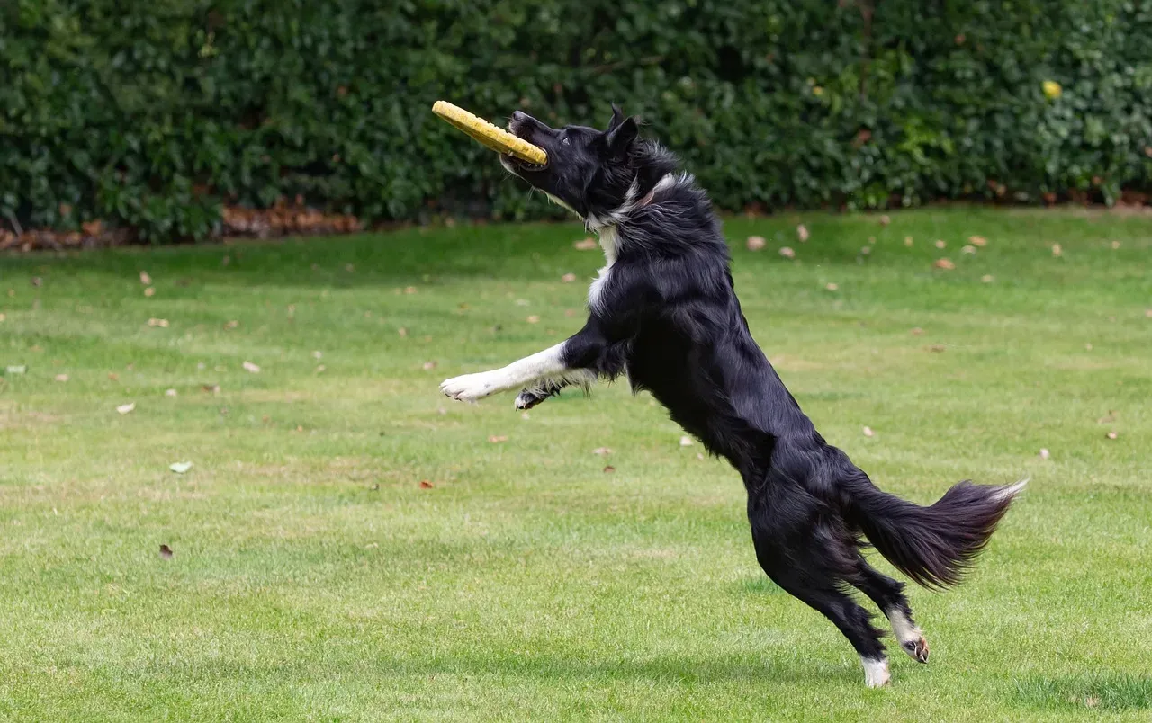 Border Collie: The Frisbee Champion (Image Credits: Pixabay)