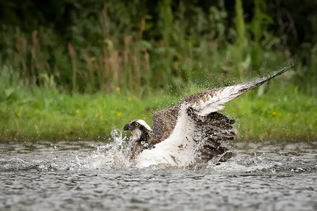 Conclusion: Go Now, Chase the Dive (cazalegg, Flickr, CC BY 2.0)