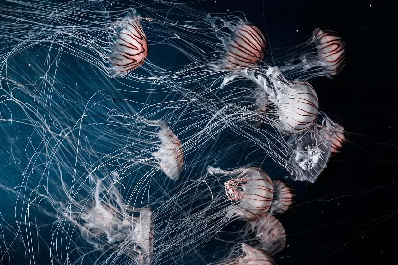 Jellyfish and a Warming Planet (Image Credits: Pixabay)
