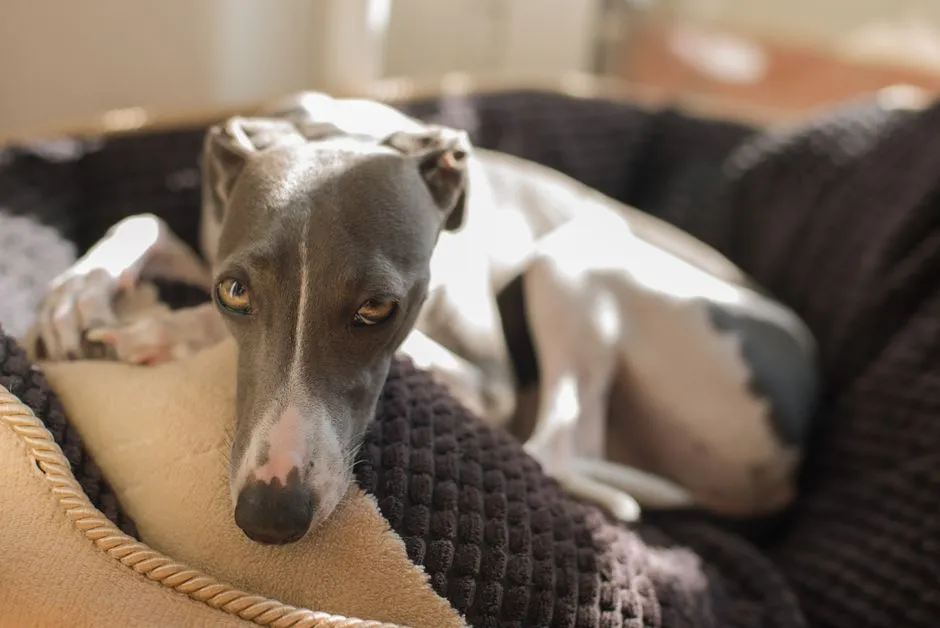 #3 - Greyhound: The "Racing Dog" That Barely Moves Indoors (Image Credits: Pexels)