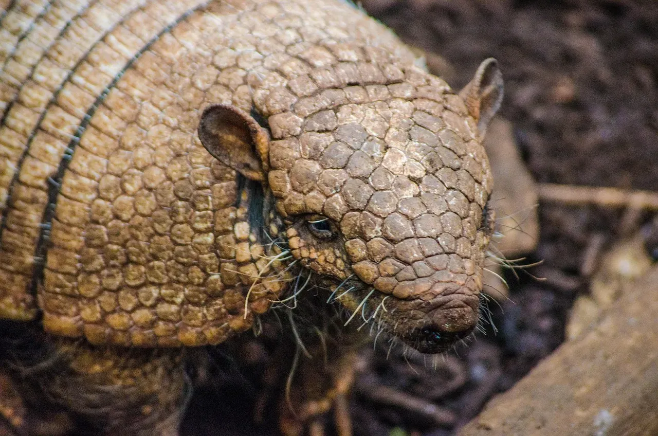 10. The Armadillo: Living in Built-In Armor (Image Credits: Pixabay)