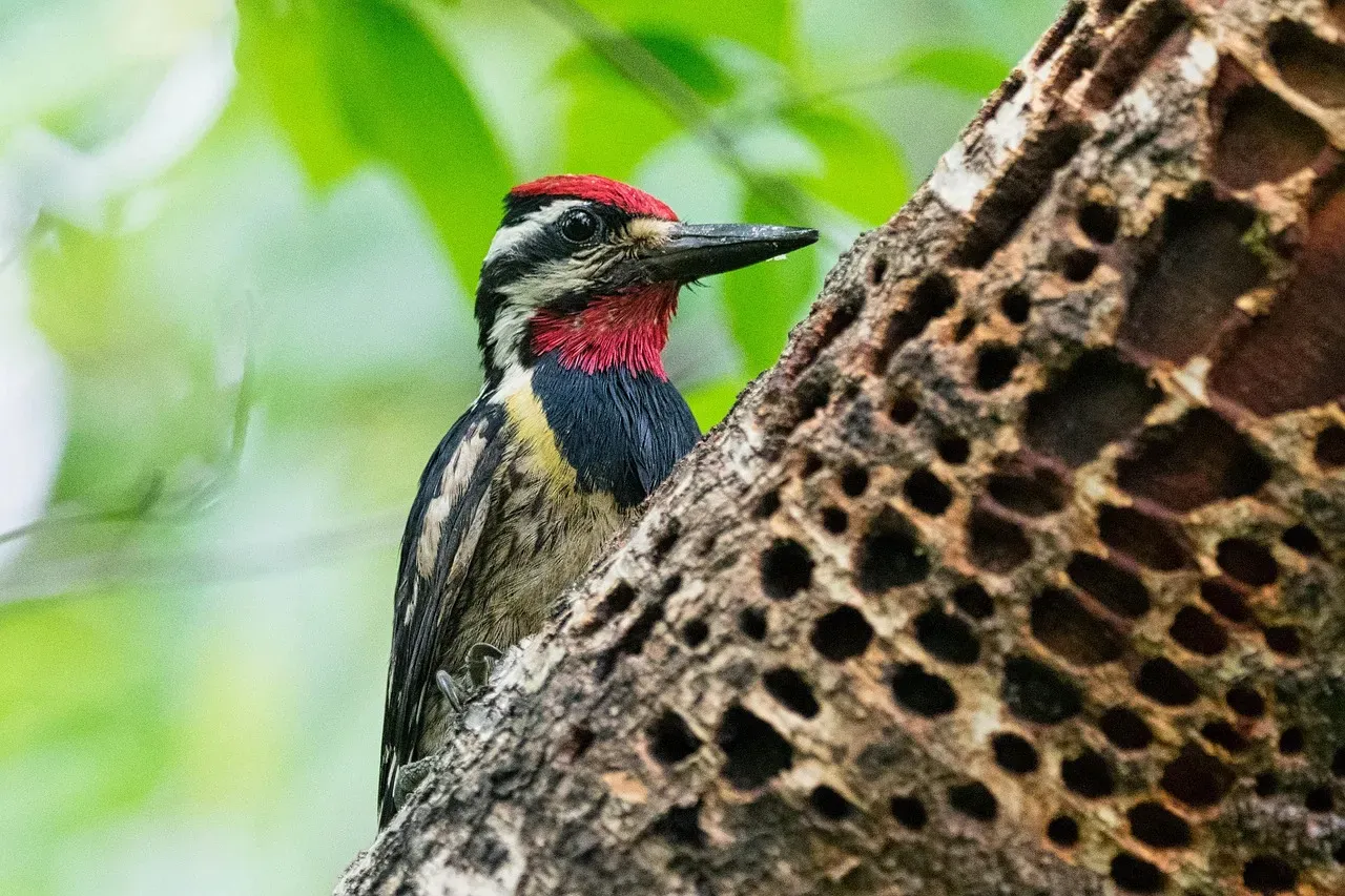7. The Yellow-Bellied Sapsucker: The Sap Thief (Image Credits: Pixabay)