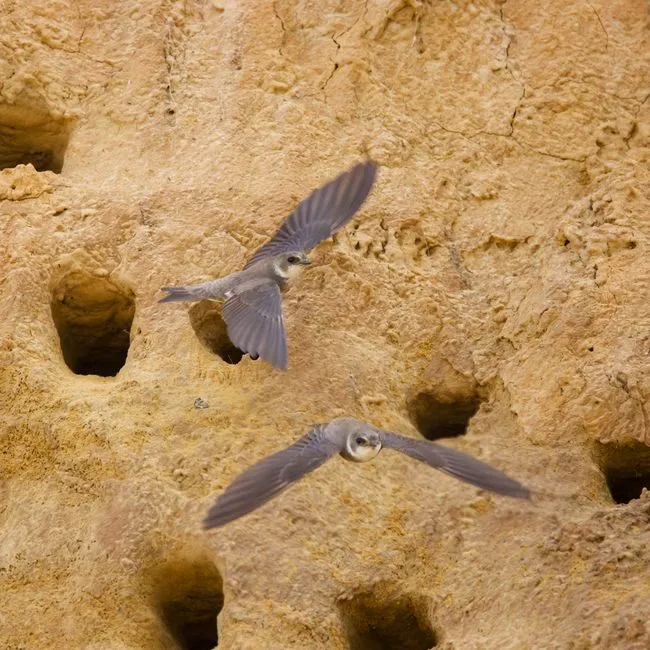 The Ground Effect and Energy Efficiency (Image Credits: Pexels)