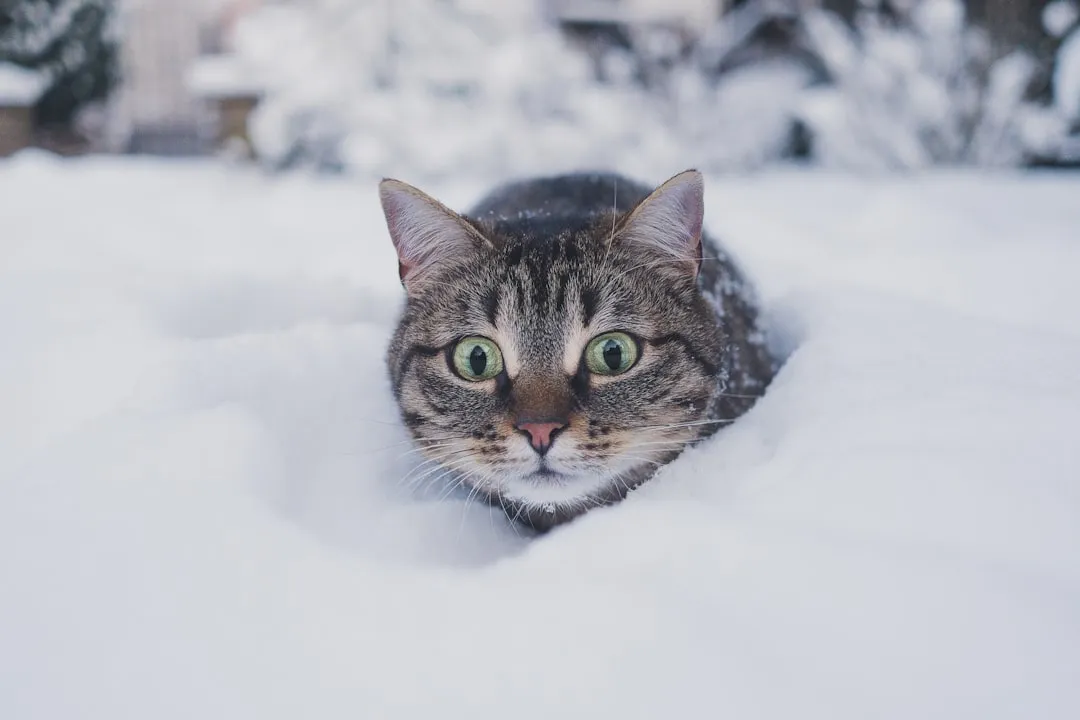 #5 - Sudden Disinterest in Play During Temperature Extremes (Image Credits: Unsplash)