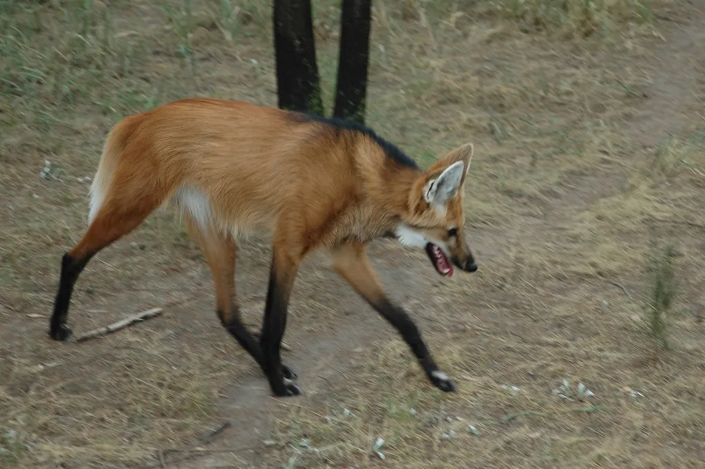 5. Their communication style is strange: long legs, loud barks, and strong scent (Pascal Vuylsteker, Flickr, CC BY-SA 2.0)