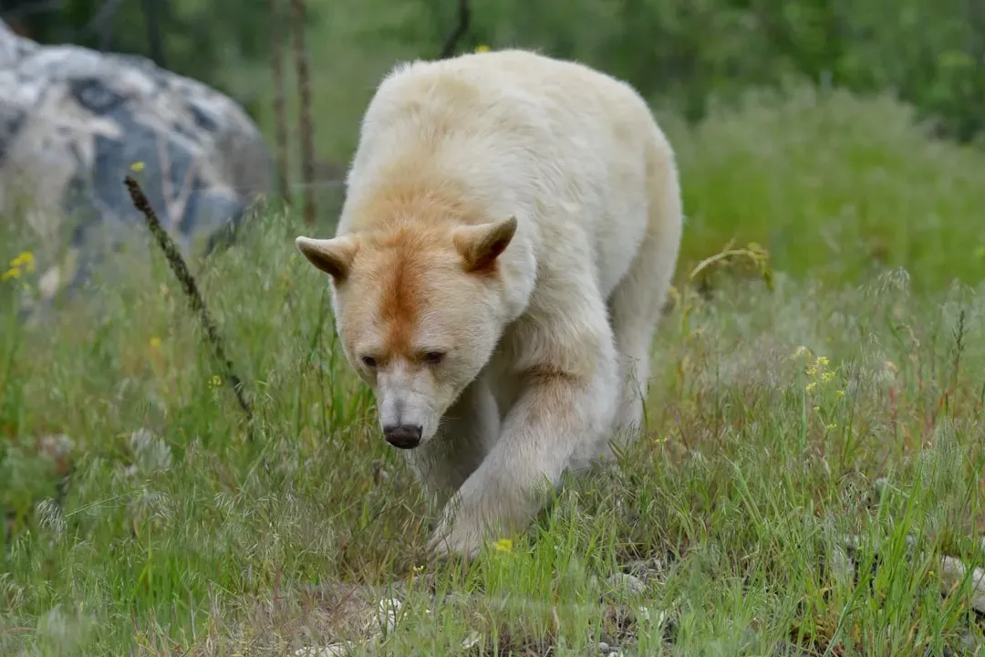 What It Means When the Bear Spirit Finds You (Image Credits: Unsplash)
