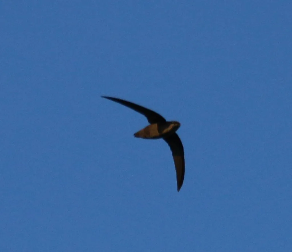 #16 - Chimney Swift (RUFUSLHWD, Flickr, CC BY-SA 2.0)