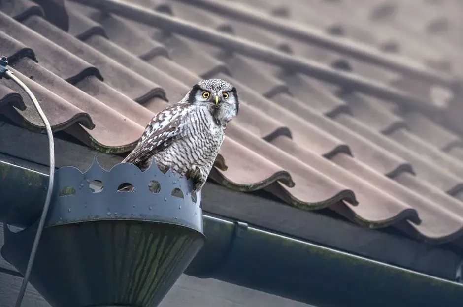 Expanding Suburbs Bring Owls Closer (Image Credits: Pexels)