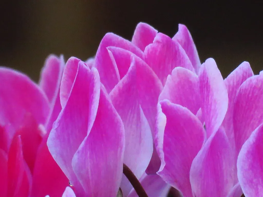 8. Cyclamen: The Butterfly Flower (Image Credits: Flickr)