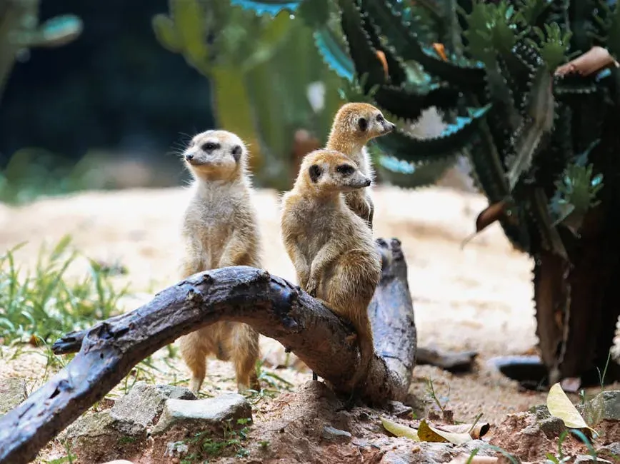 Meerkats and Drongo Birds: Mutual Alarm Systems With a Twist (Image Credits: Pexels)