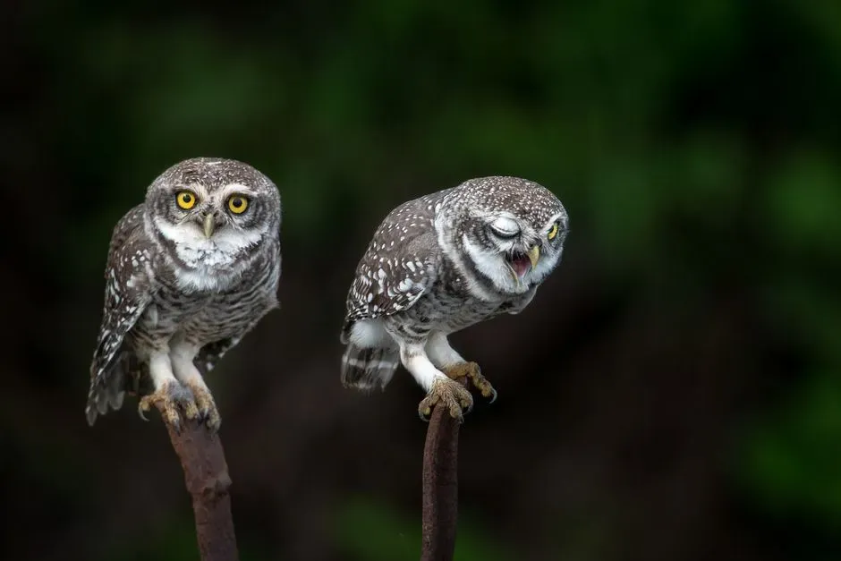 Scientific Insights: Understanding Owl Behavior (Image Credits: Pexels)
