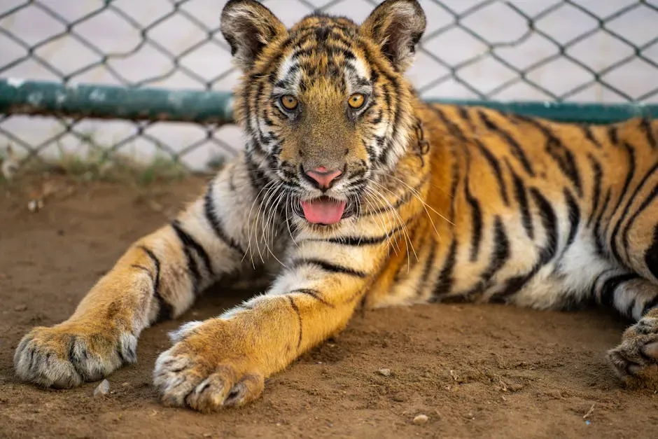 The BLT Trio: A Bear, a Lion, and a Tiger Who Refused to Be Separated (Image Credits: Pexels)