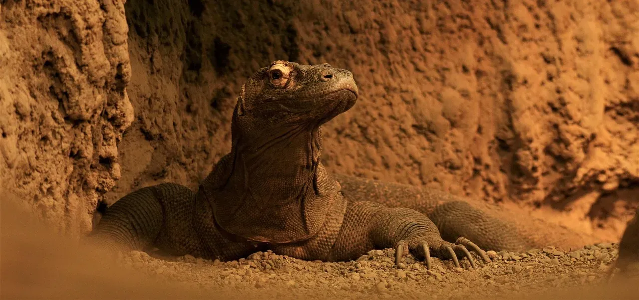 #7 &ndash; The Komodo Dragon That Accepts Handling from One Staff Member (Image Credits: Pixabay)