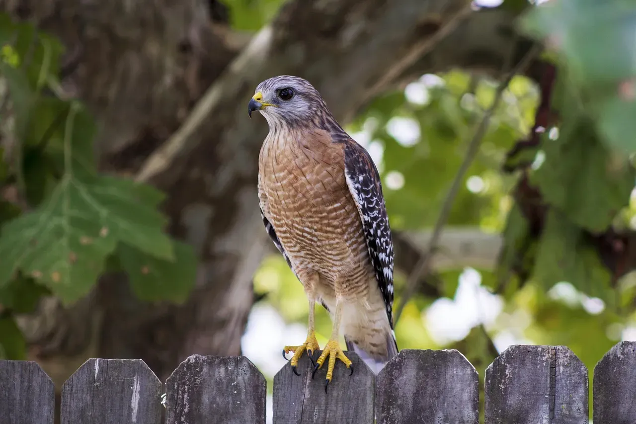 Territorial Displays and Safety (Image Credits: Pixabay)